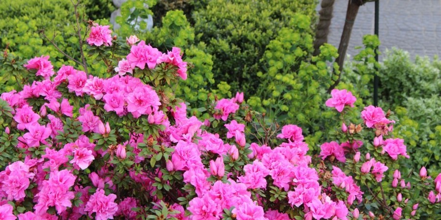 De kleur van deze rhododendron komt goed tot zijn recht voor de geel-groene achtergrond (amandelwolfsmelk). Eens uitgebloeid, kan een andere plant de hoofdrol overnemen. De kleur van deze rhododendron komt goed tot zijn recht voor de geel-groene achtergrond (amandelwolfsmelk). Eens uitgebloeid, kan een andere plant de hoofdrol overnemen.